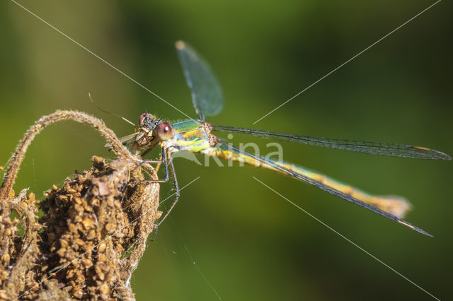 Houtpantserjuffer (Lestes viridis)