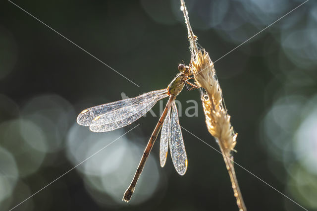 Green Emerald Damselfly (Lestes viridis)