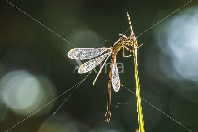 Houtpantserjuffer (Lestes viridis)