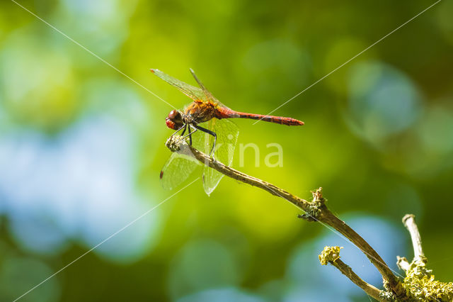 Steenrode heidelibel (Sympetrum vulgatum)