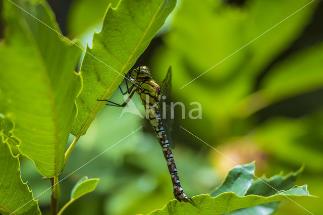 Blauwe glazenmaker (Aeshna cyanea)