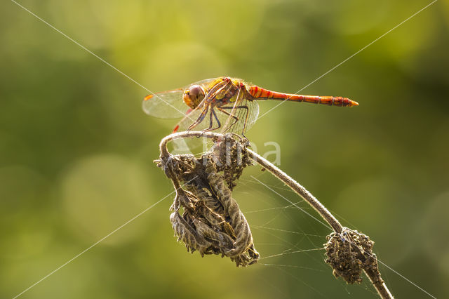 Bruinrode heidelibel (Sympetrum striolatum)