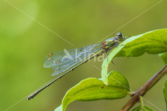 Green Emerald Damselfly (Lestes viridis)