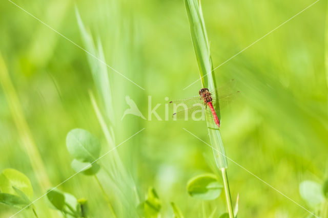 Bruinrode heidelibel (Sympetrum striolatum)