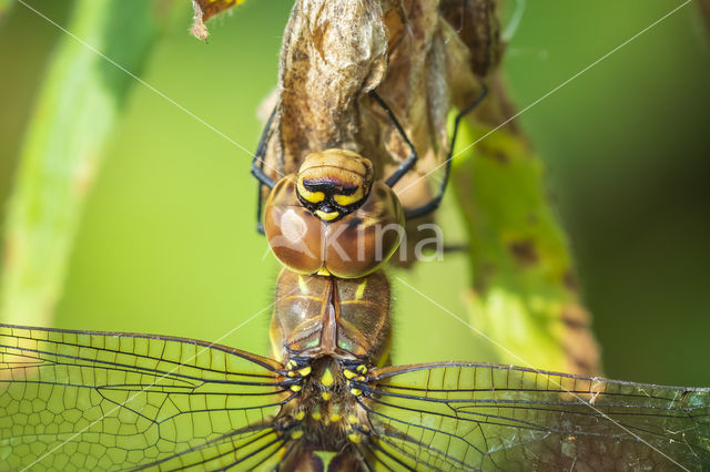 Paardenbijter (Aeshna mixta)