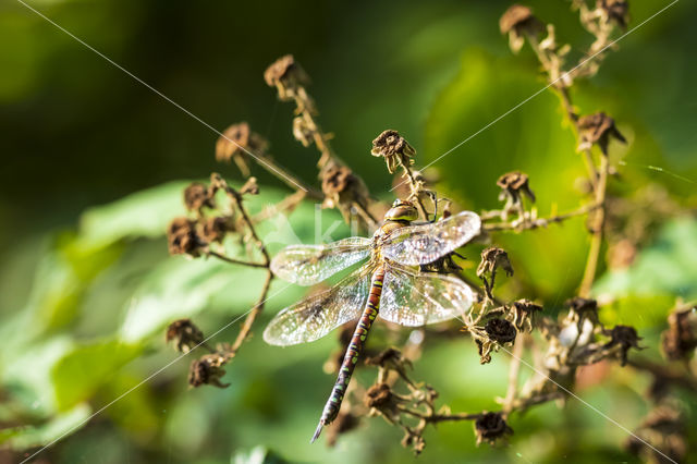 Paardenbijter (Aeshna mixta)