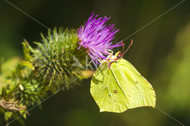 Citroenvlinder (Gonepteryx rhamni)