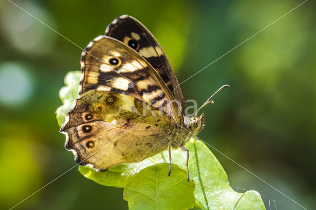 Speckled Wood (Pararge aegeria)