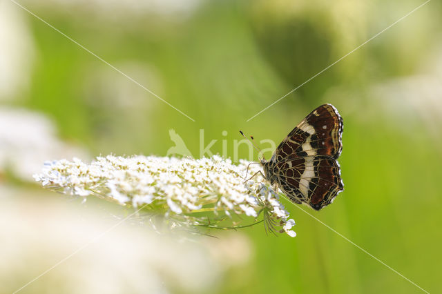 Landkaartje (Araschnia levana)