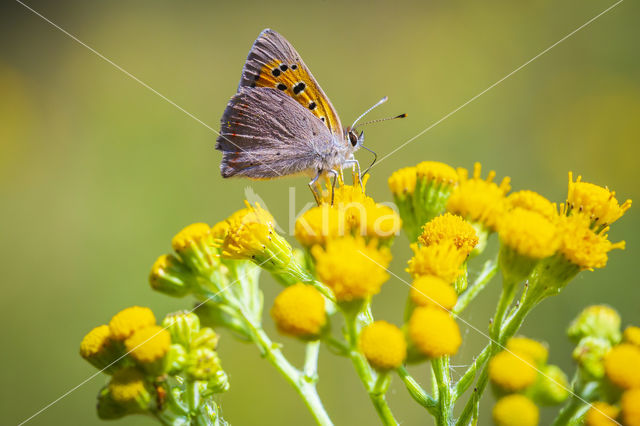 Small Copper (Lycaena phlaeas)