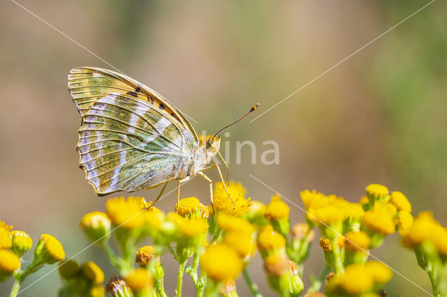 Keizersmantel (Argynnis paphia)