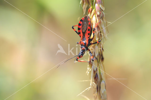 Geringde Roofwants (Rhynocoris annulatus)