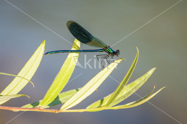 Banded Demoiselle (Calopteryx splendens)