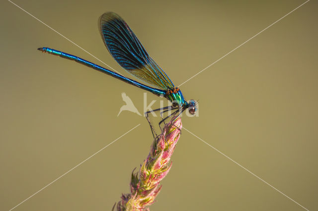 Weidebeekjuffer (Calopteryx splendens)