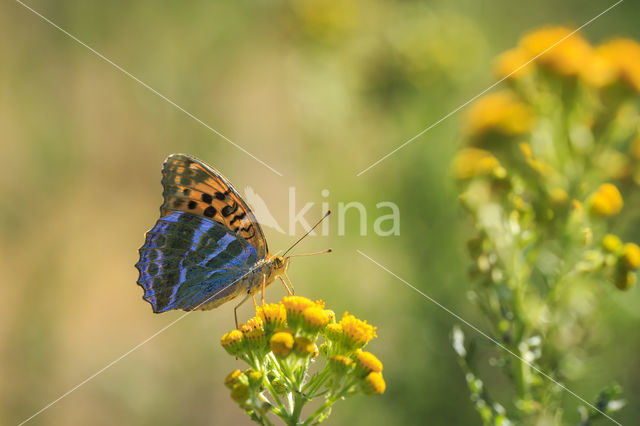 Silver-washed Fritillary (Argynnis paphia)