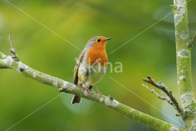 European Robin (Erithacus rubecula)