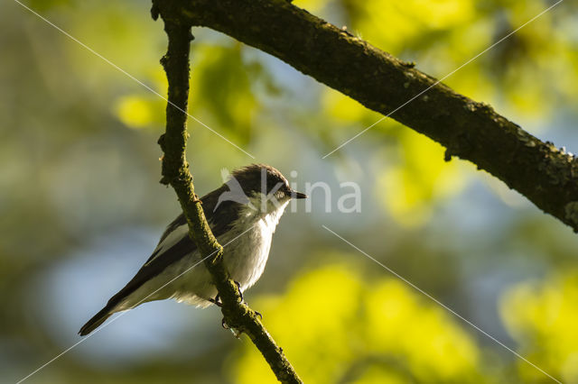 European Pied Flycatcher (Ficedula hypoleuca)