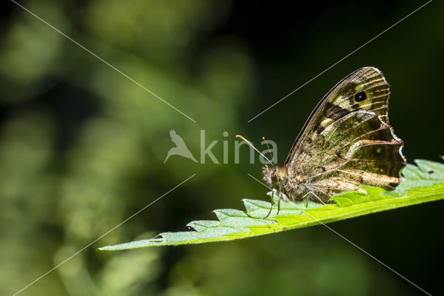 Speckled Wood (Pararge aegeria)