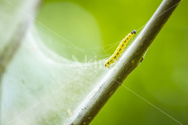 Vogelkersstippelmot (Yponomeuta evonymella)