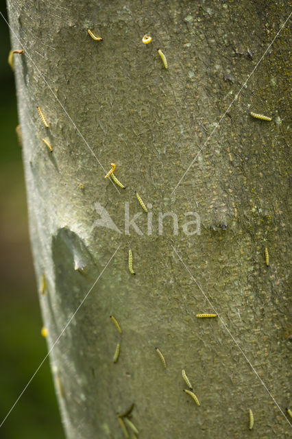 Bird-cherry Ermine (Yponomeuta evonymella)