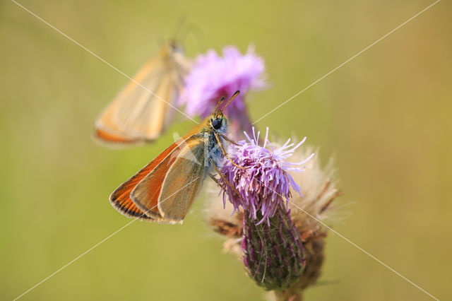 european skipper (Thymelicus lineola)