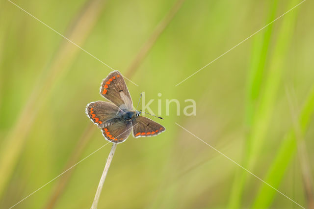 Bruin blauwtje (Aricia agestis)