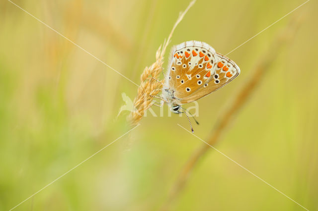 Bruin blauwtje (Aricia agestis)