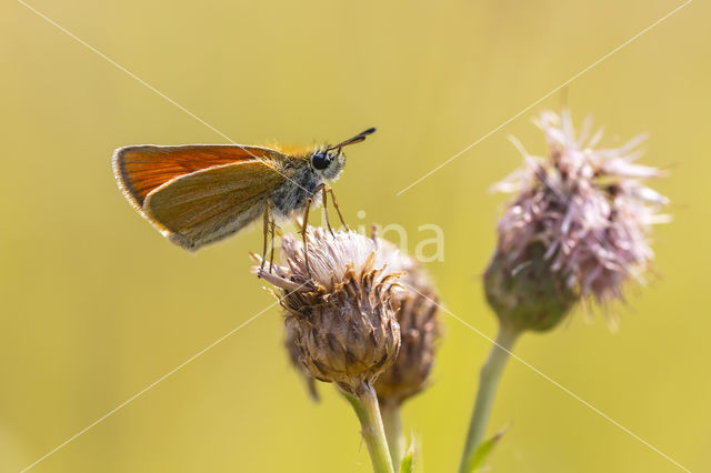 european skipper (Thymelicus lineola)