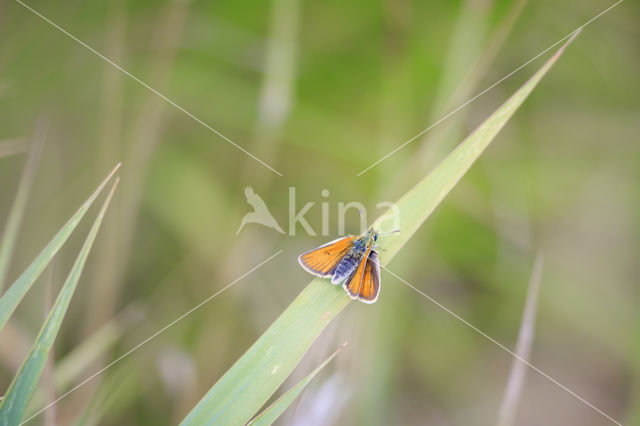 european skipper (Thymelicus lineola)