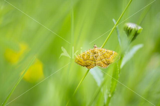 Gestreepte goudspanner (Camptogramma bilineata)