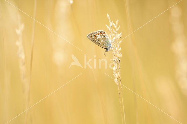 Common Blue (Polyommatus icarus)