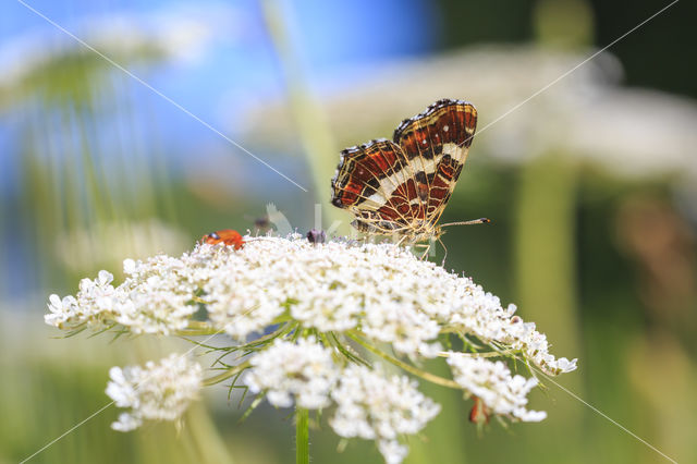 Landkaartje (Araschnia levana)