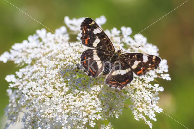 Landkaartje (Araschnia levana)