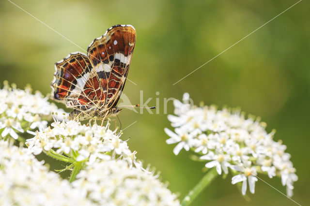 Landkaartje (Araschnia levana)