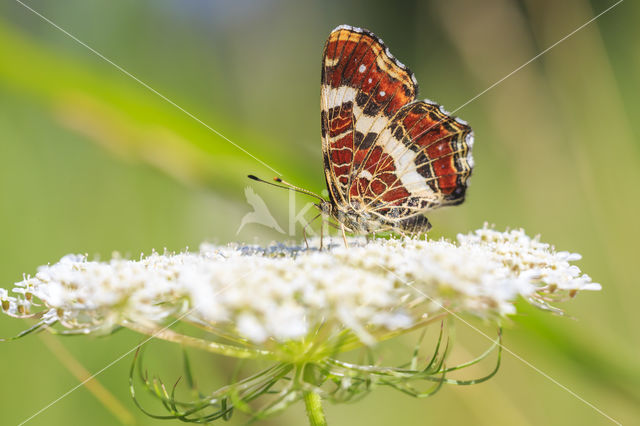 Landkaartje (Araschnia levana)