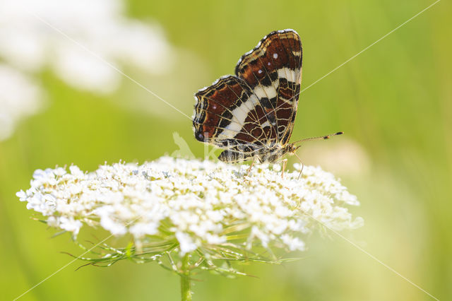 Landkaartje (Araschnia levana)