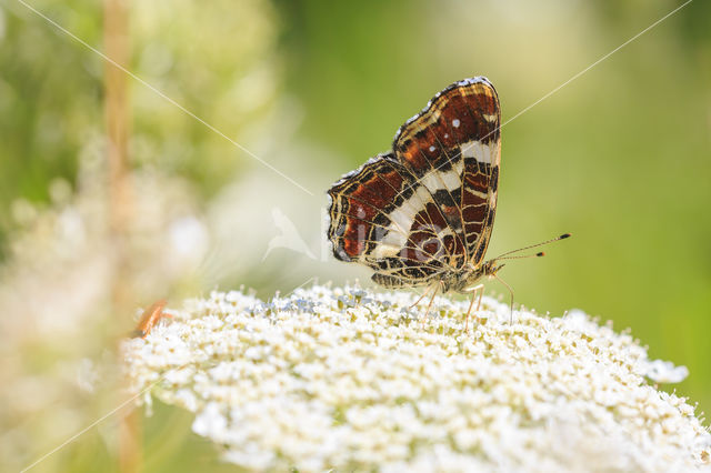 Landkaartje (Araschnia levana)