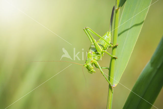 Grote groene sabelsprinkhaan (Tettigonia viridissima)