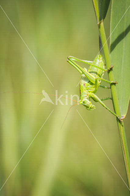 Grote groene sabelsprinkhaan (Tettigonia viridissima)