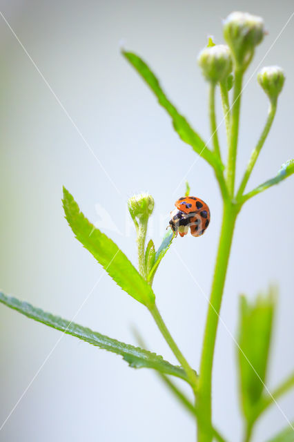 ladybird