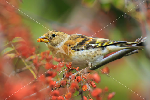 Brambling (Fringilla montifringilla)