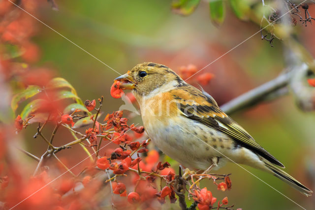 Brambling (Fringilla montifringilla)