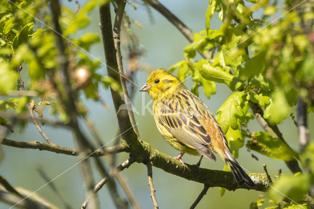 Geelgors (Emberiza citrinella)