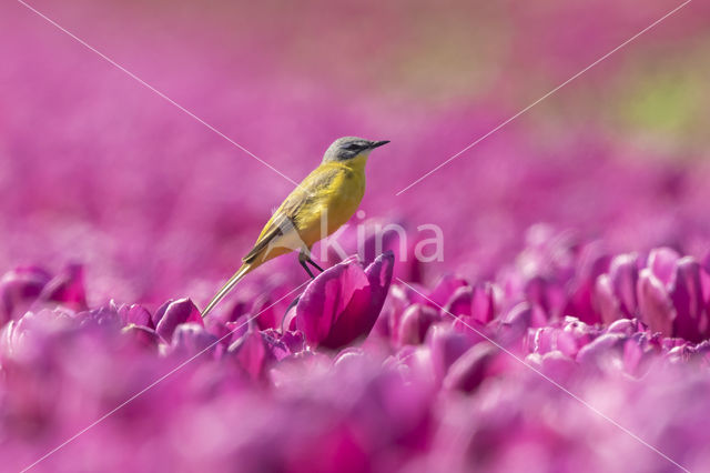 Gele Kwikstaart (Motacilla flava)