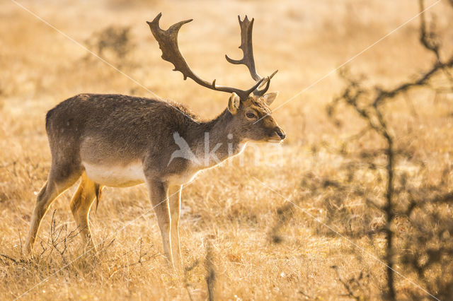 Fallow Deer (Dama dama)