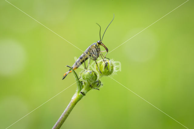 Schorpioenvlieg (Panorpa communis)