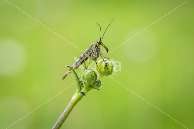 common scorpion fly (Panorpa communis)