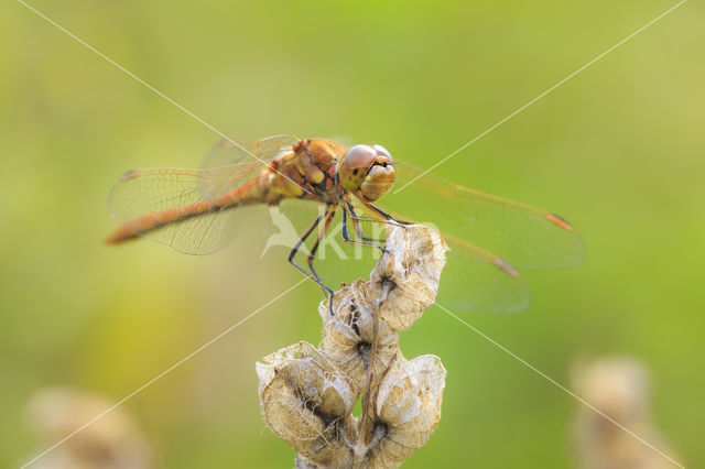 Steenrode heidelibel (Sympetrum vulgatum)