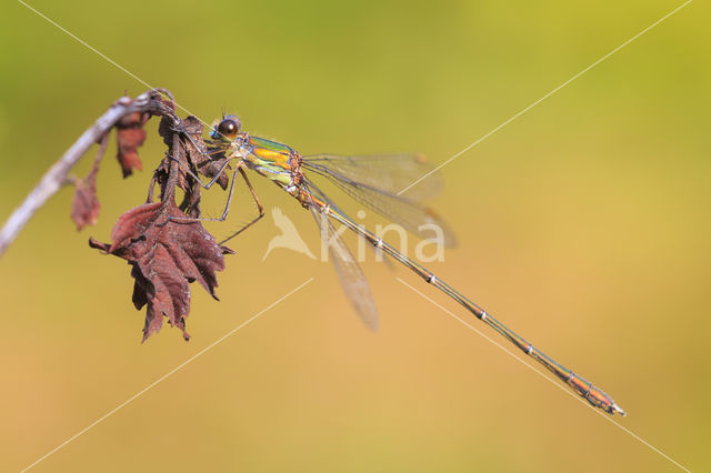 Green Emerald Damselfly (Lestes viridis)