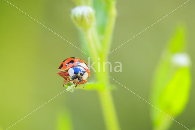 ladybird